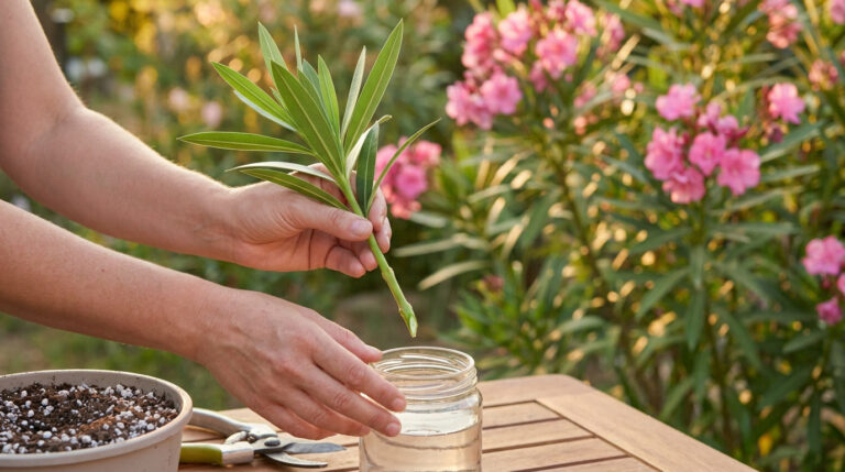 Une personne prépare une bouture de laurier rose pour la placer dans un bocal d'eau au jardin.